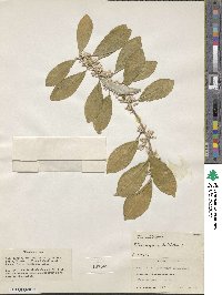 Elaeagnus latifolia image