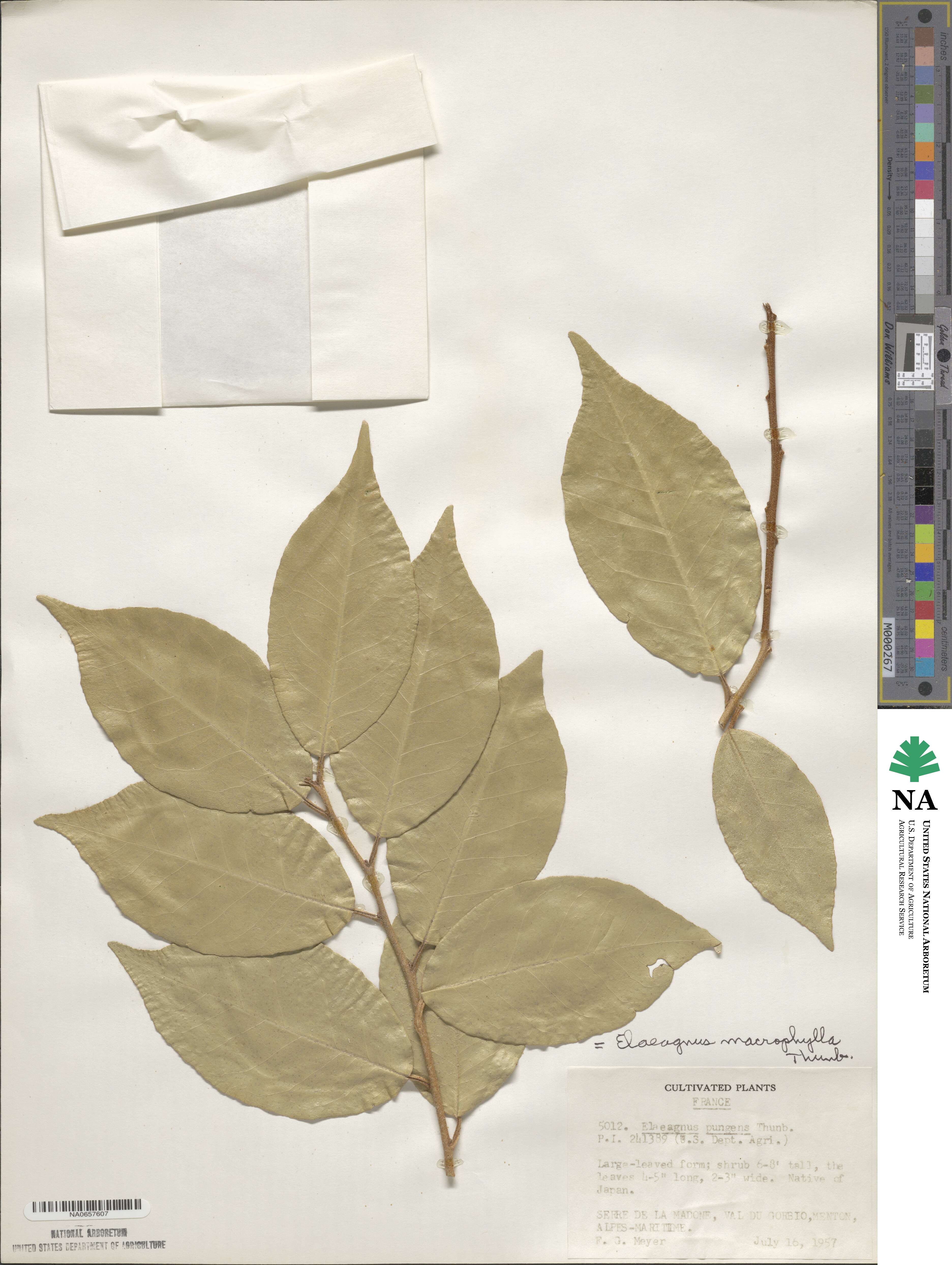 Elaeagnus macrophylla image