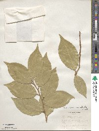 Elaeagnus macrophylla image