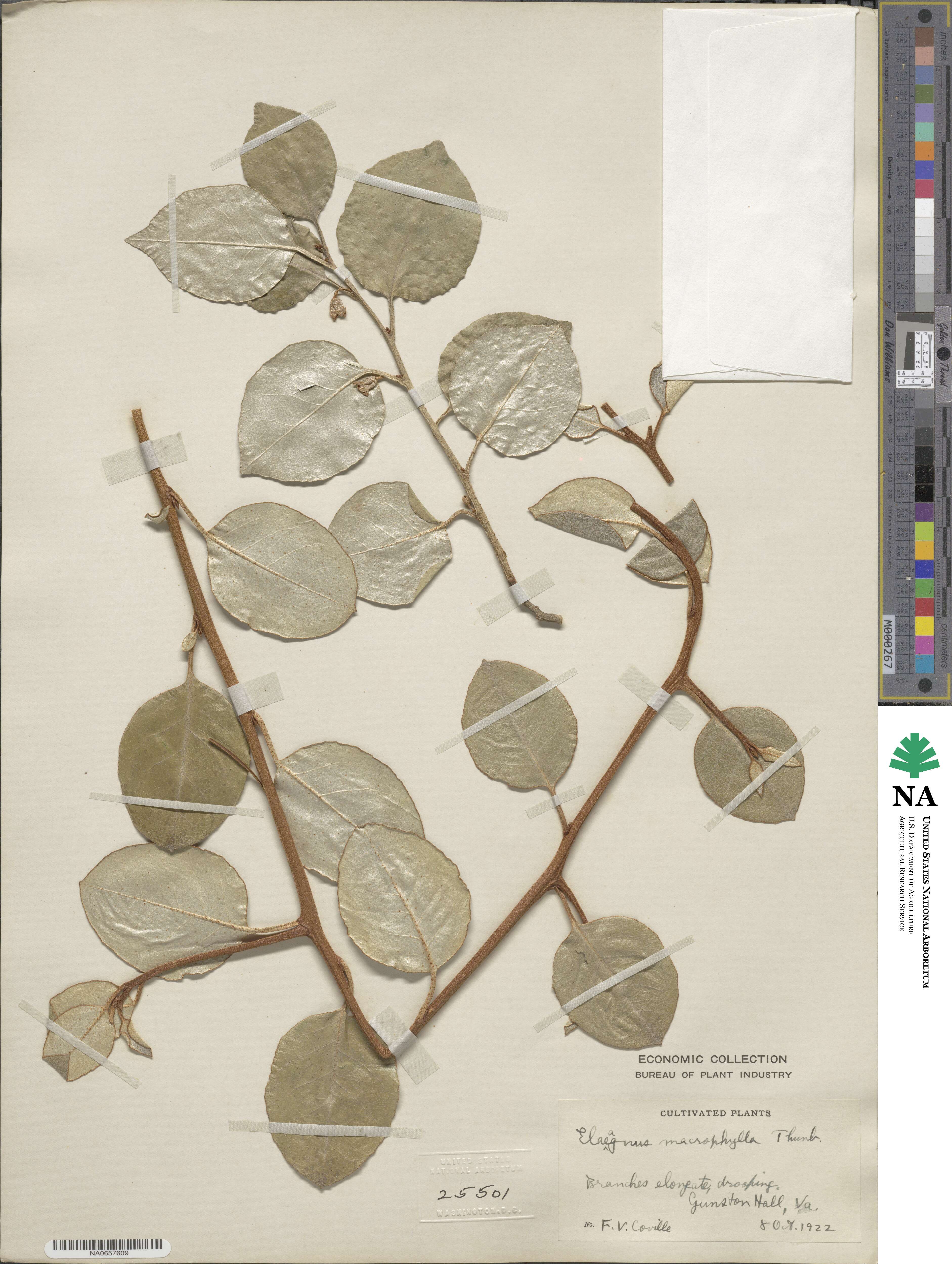 Elaeagnus image