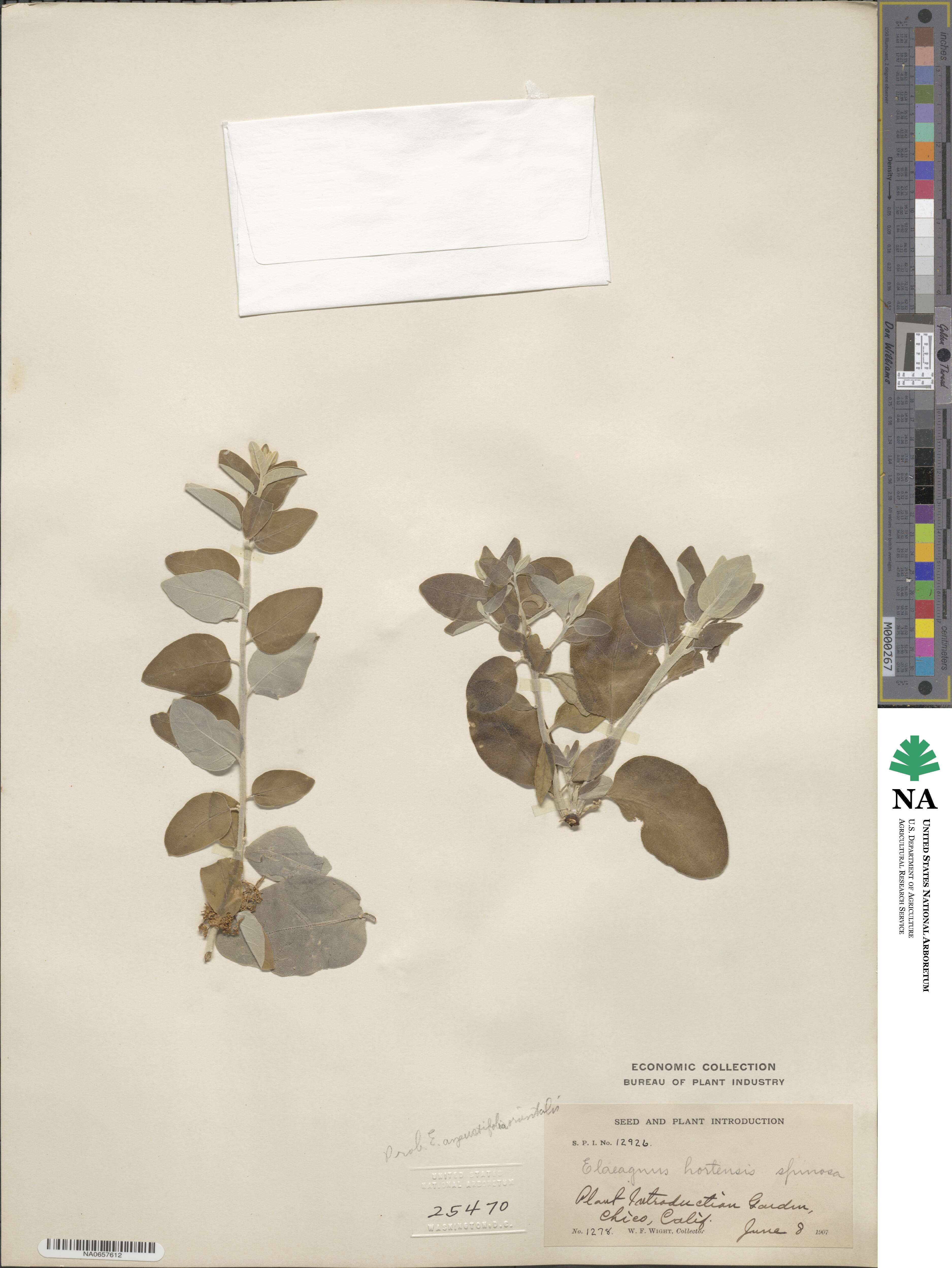 Elaeagnus angustifolia subsp. orientalis image