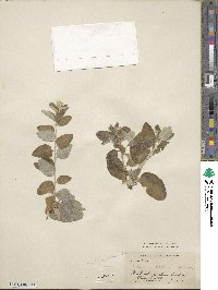 Elaeagnus angustifolia image