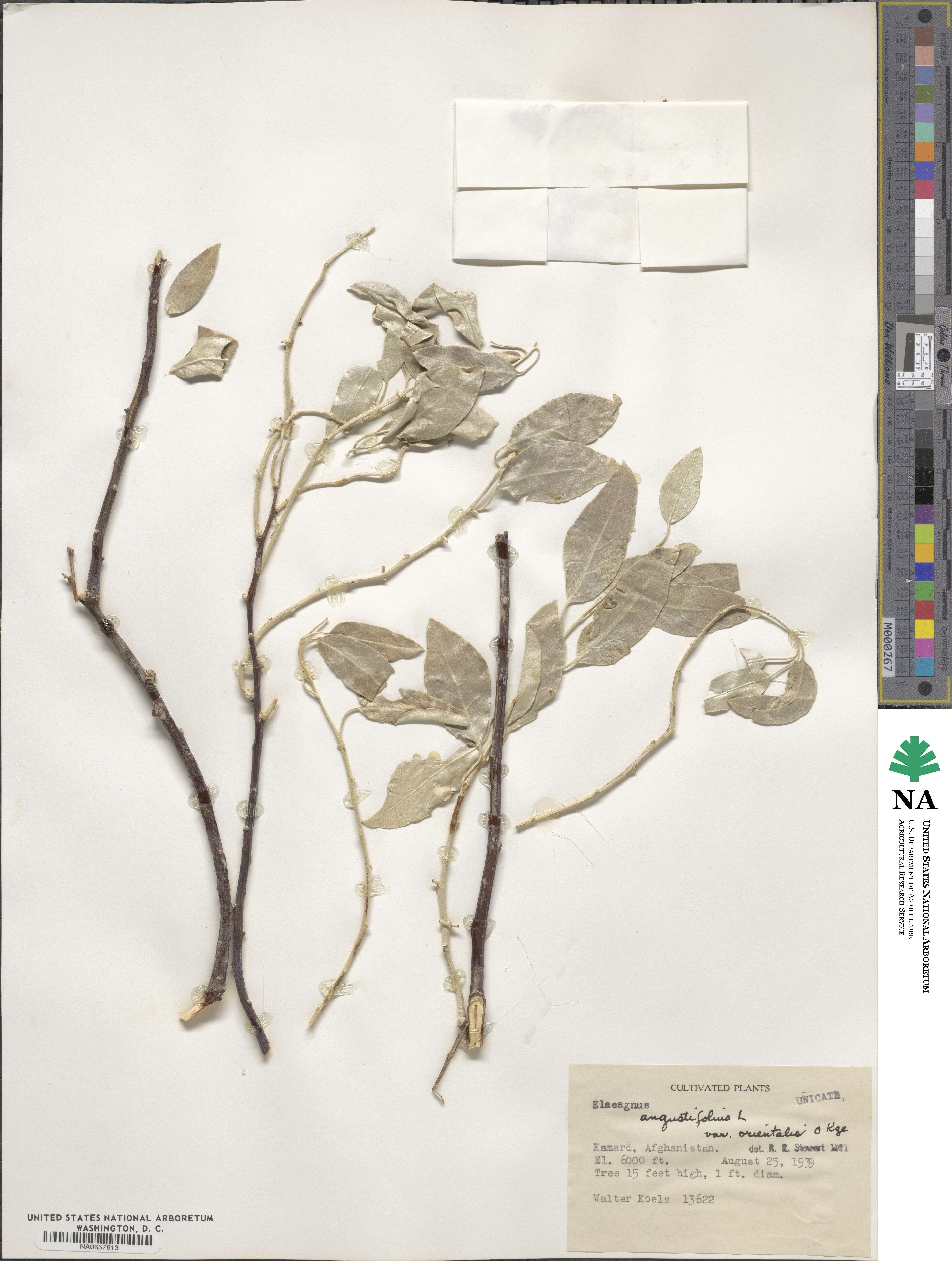 Elaeagnus angustifolia image