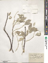 Elaeagnus angustifolia subsp. orientalis image