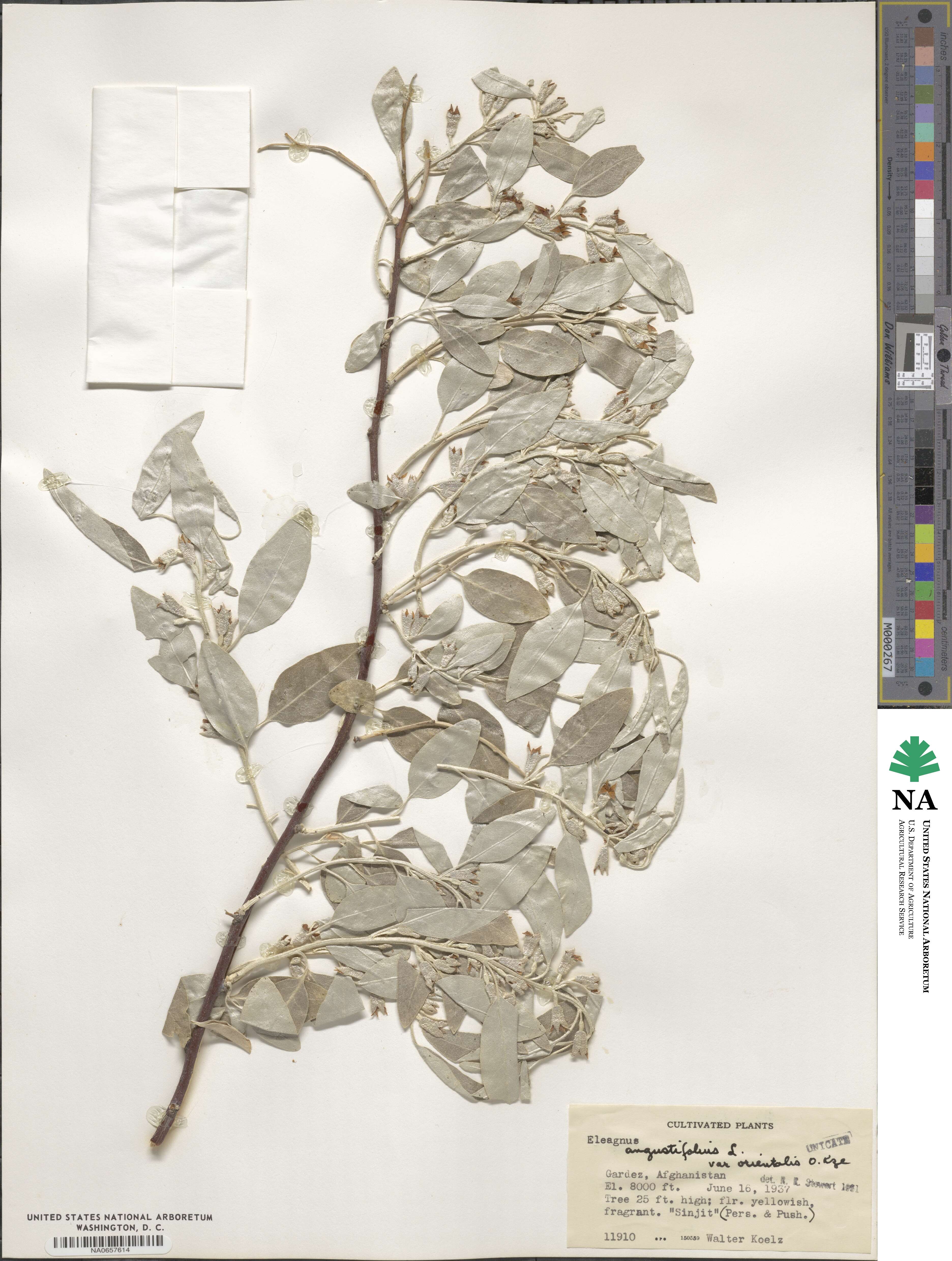 Elaeagnus angustifolia image