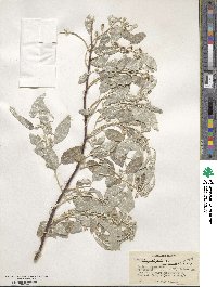 Elaeagnus angustifolia subsp. orientalis image