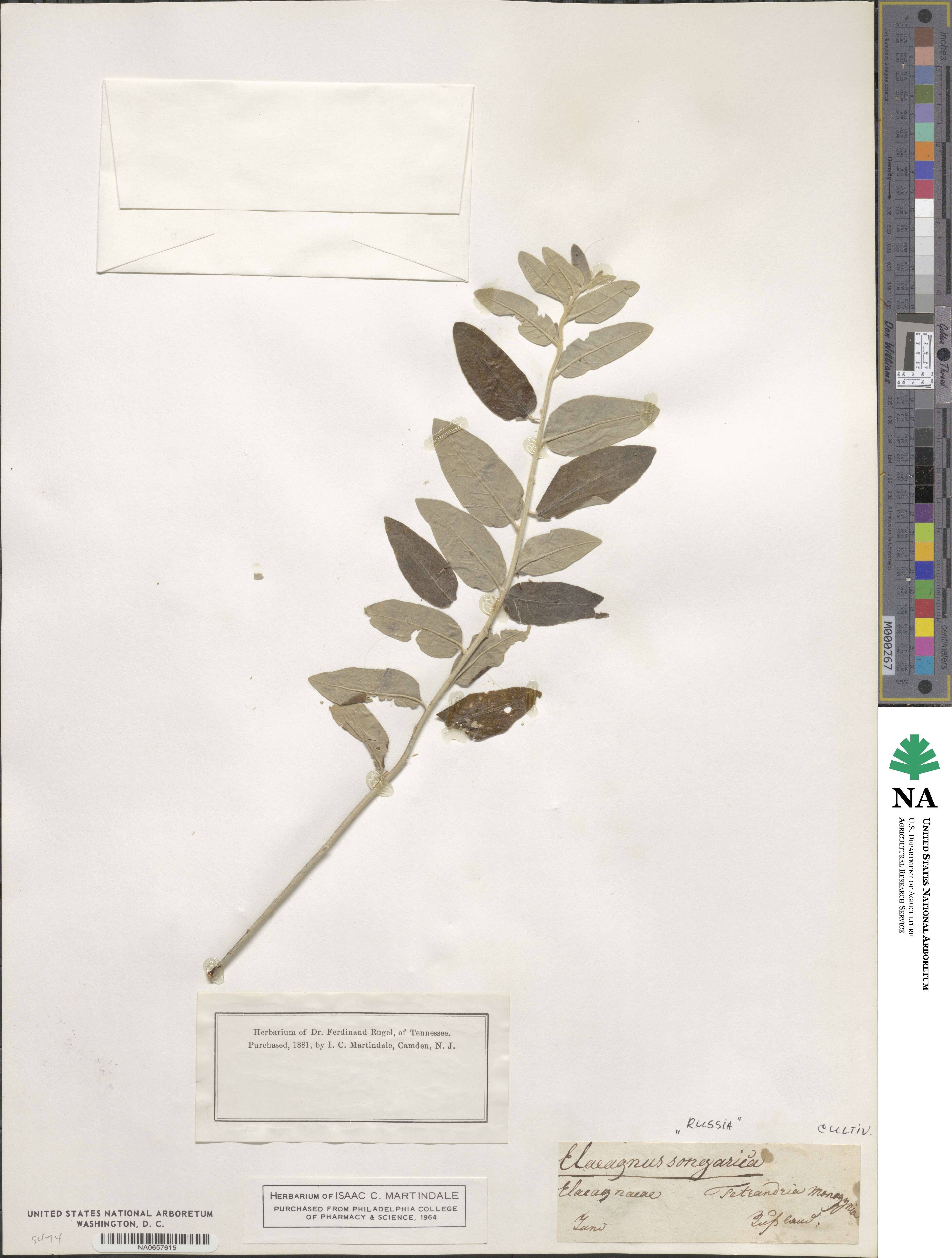 Elaeagnus angustifolia image