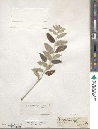 Elaeagnus angustifolia subsp. orientalis image