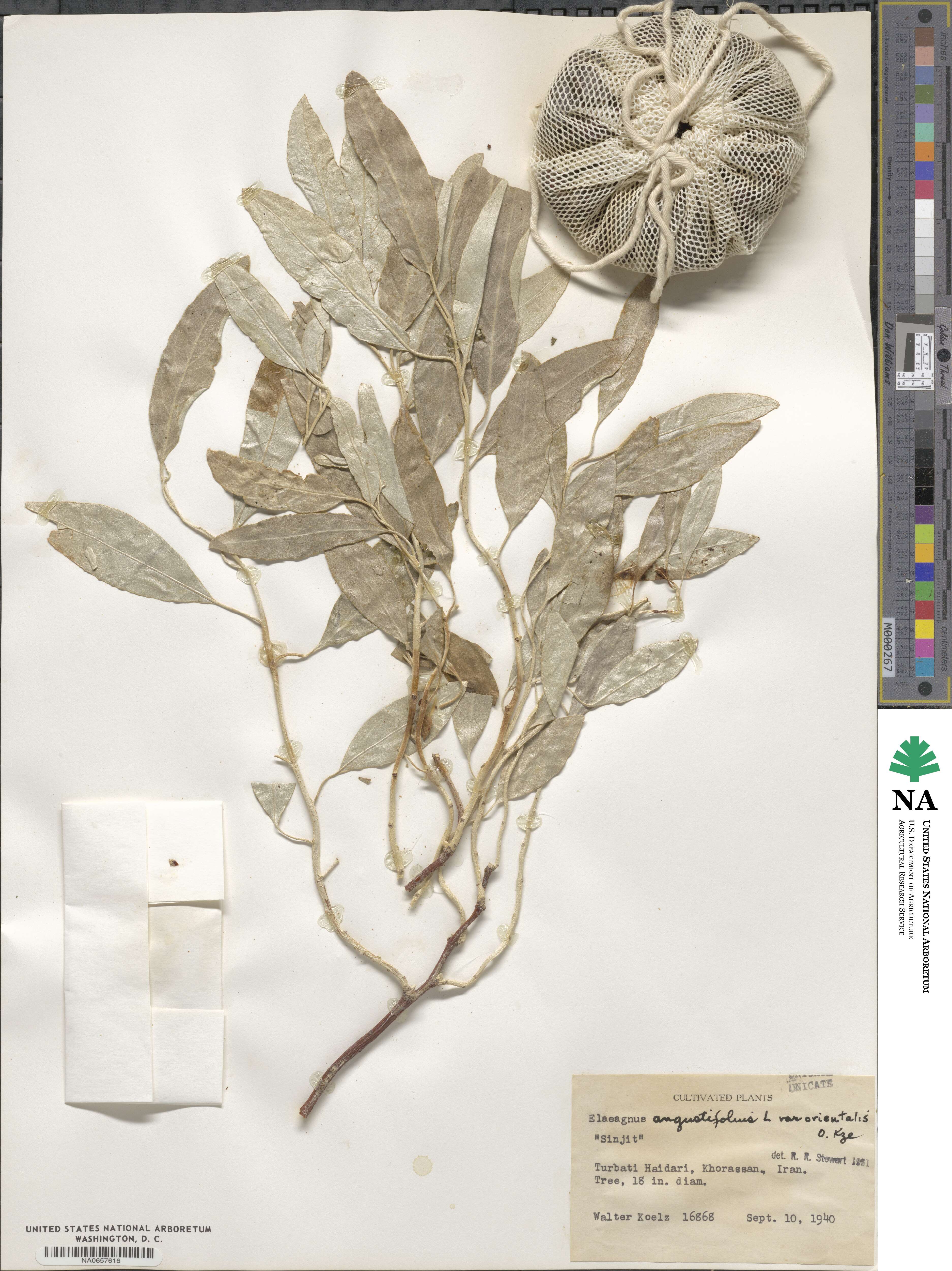 Elaeagnus angustifolia subsp. orientalis image