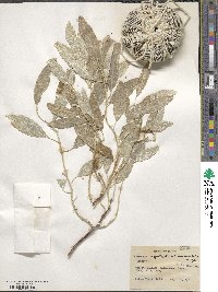 Elaeagnus angustifolia image