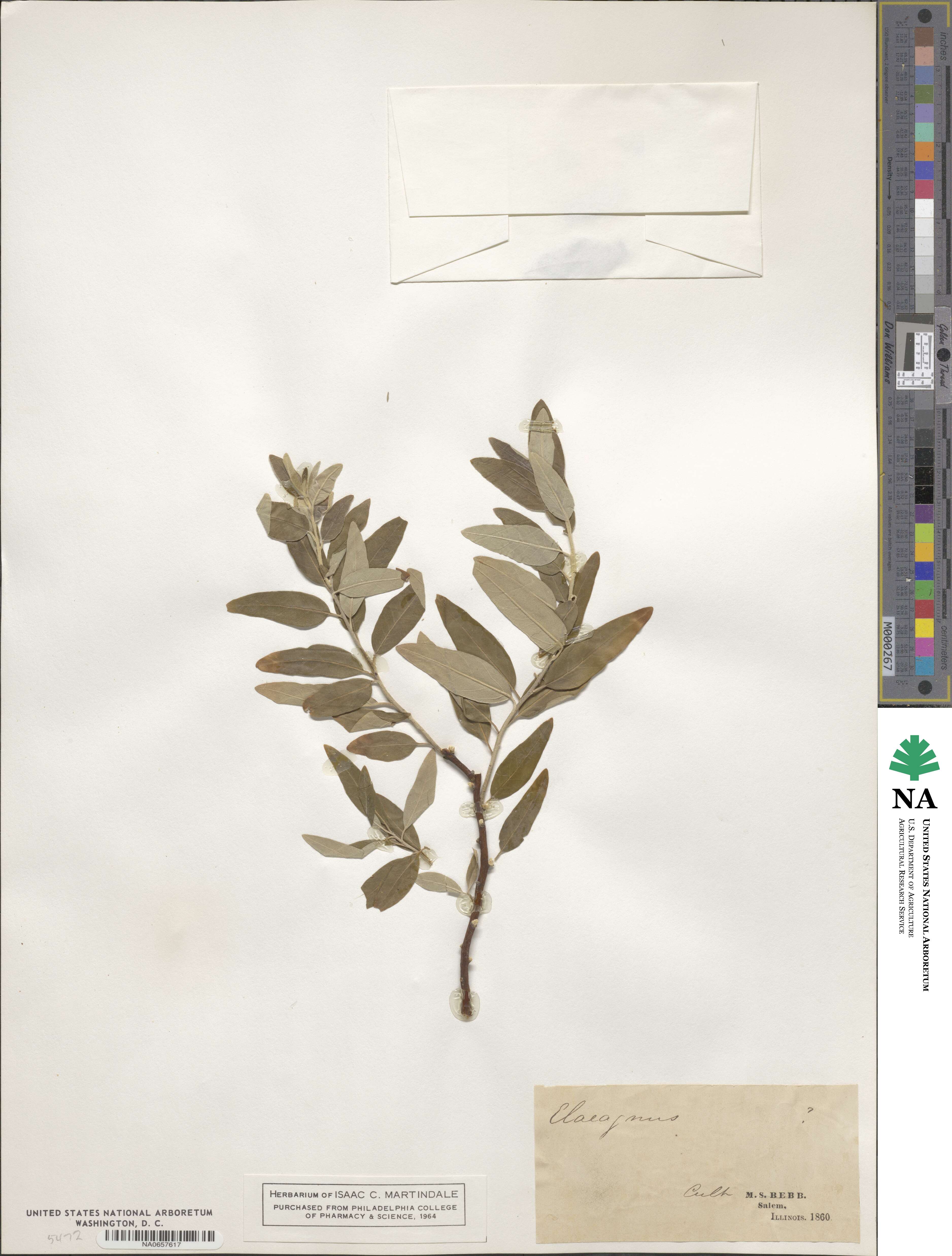 Elaeagnus angustifolia subsp. orientalis image