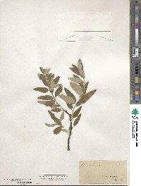 Elaeagnus angustifolia image