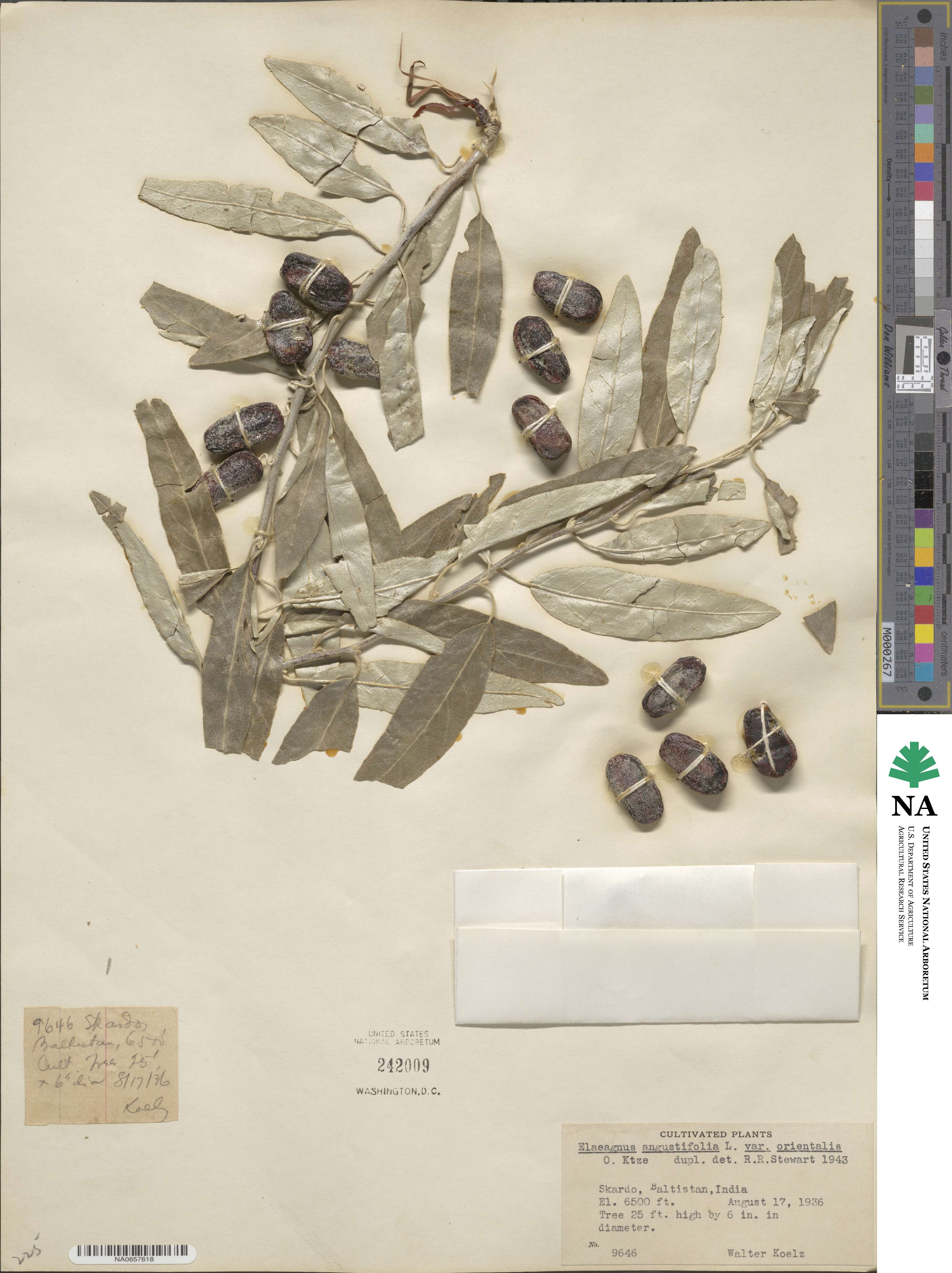 Elaeagnus angustifolia subsp. orientalis image