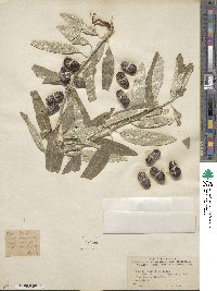 Elaeagnus angustifolia image