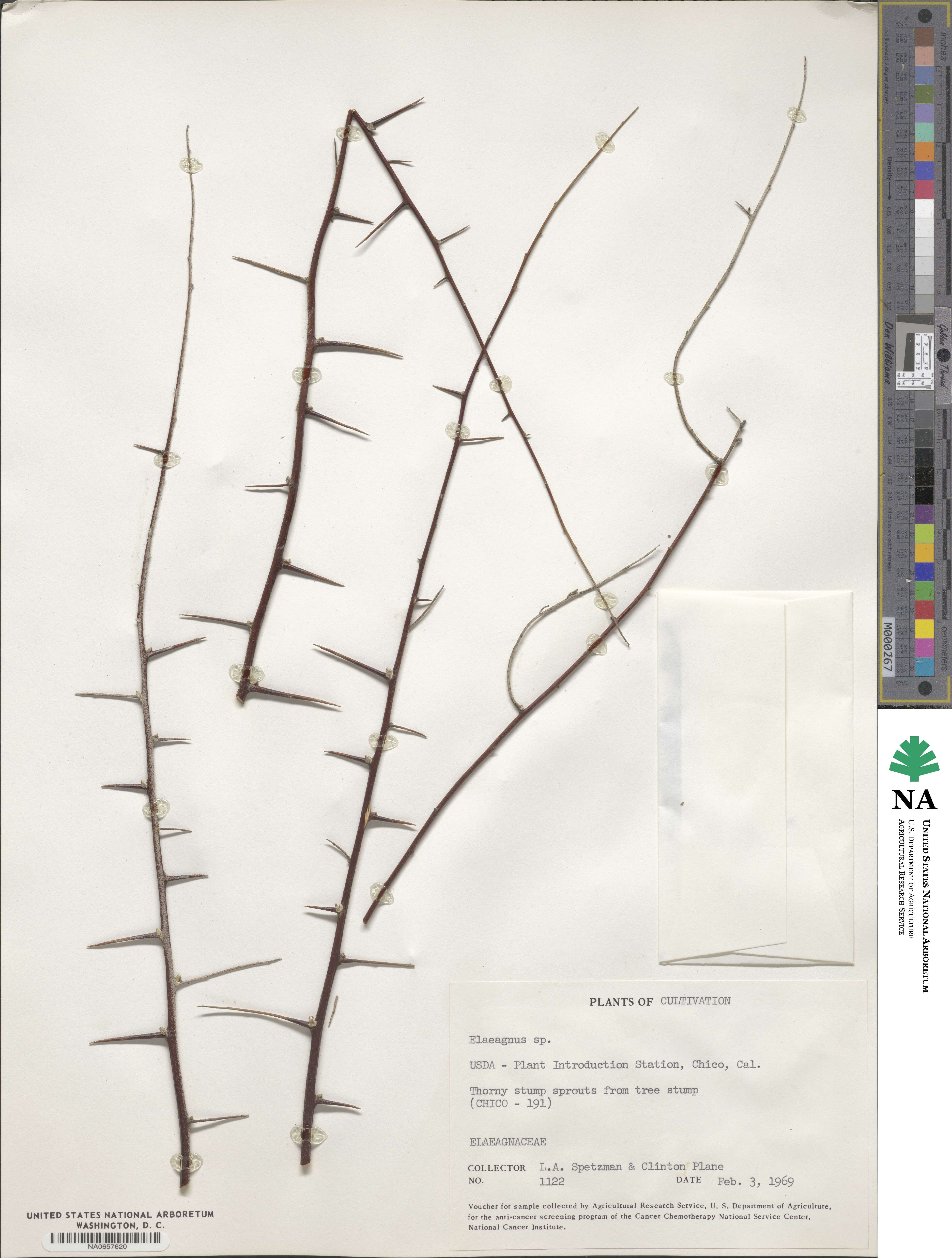 Elaeagnus angustifolia image