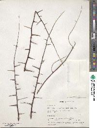 Elaeagnus angustifolia image