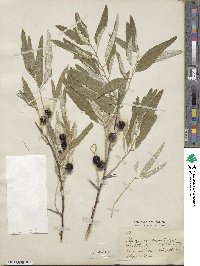 Elaeagnus angustifolia image