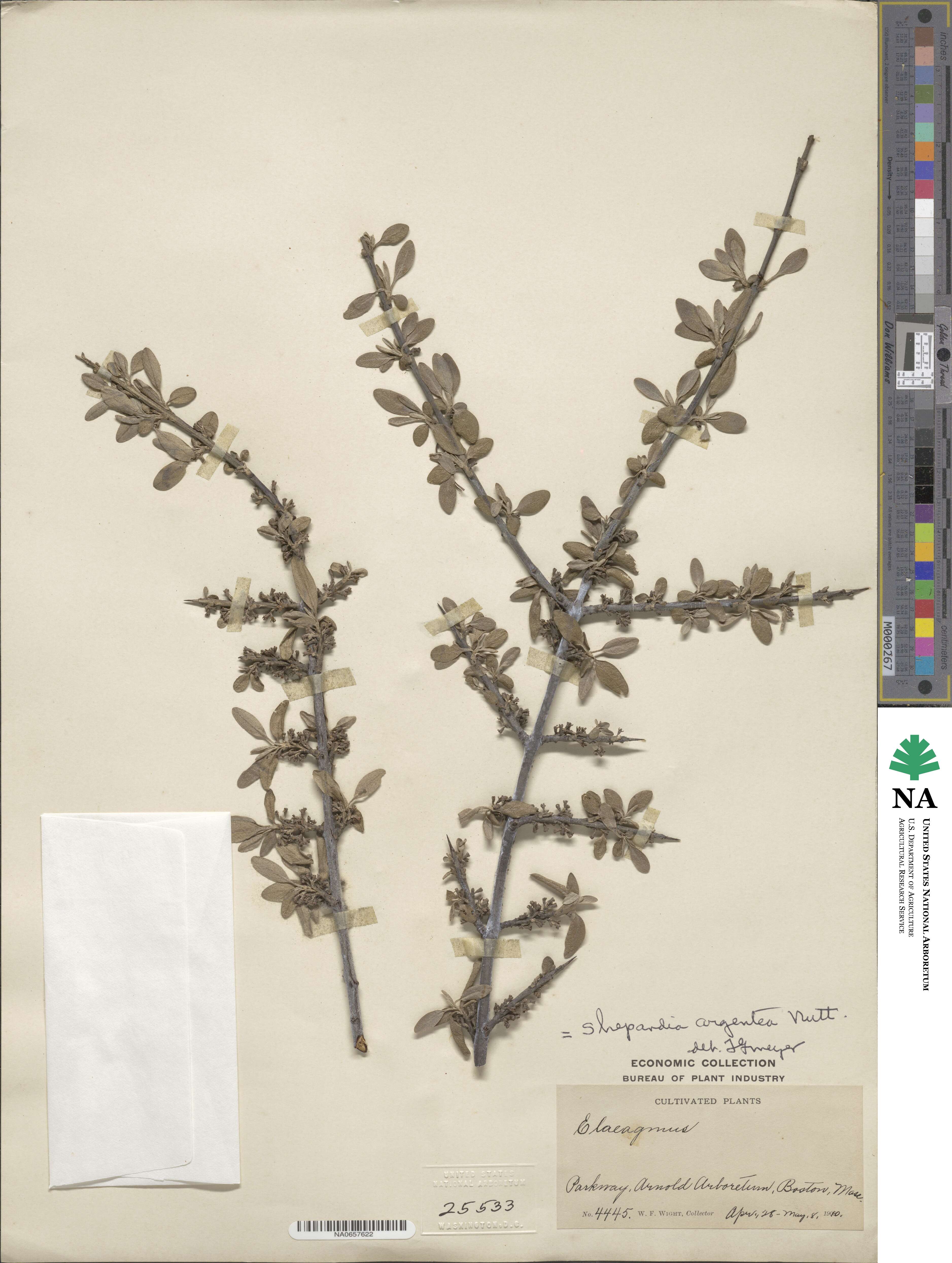 Elaeagnus argentea image