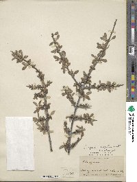 Elaeagnus argentea image