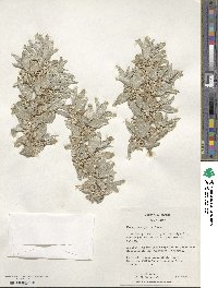 Elaeagnus argentea image