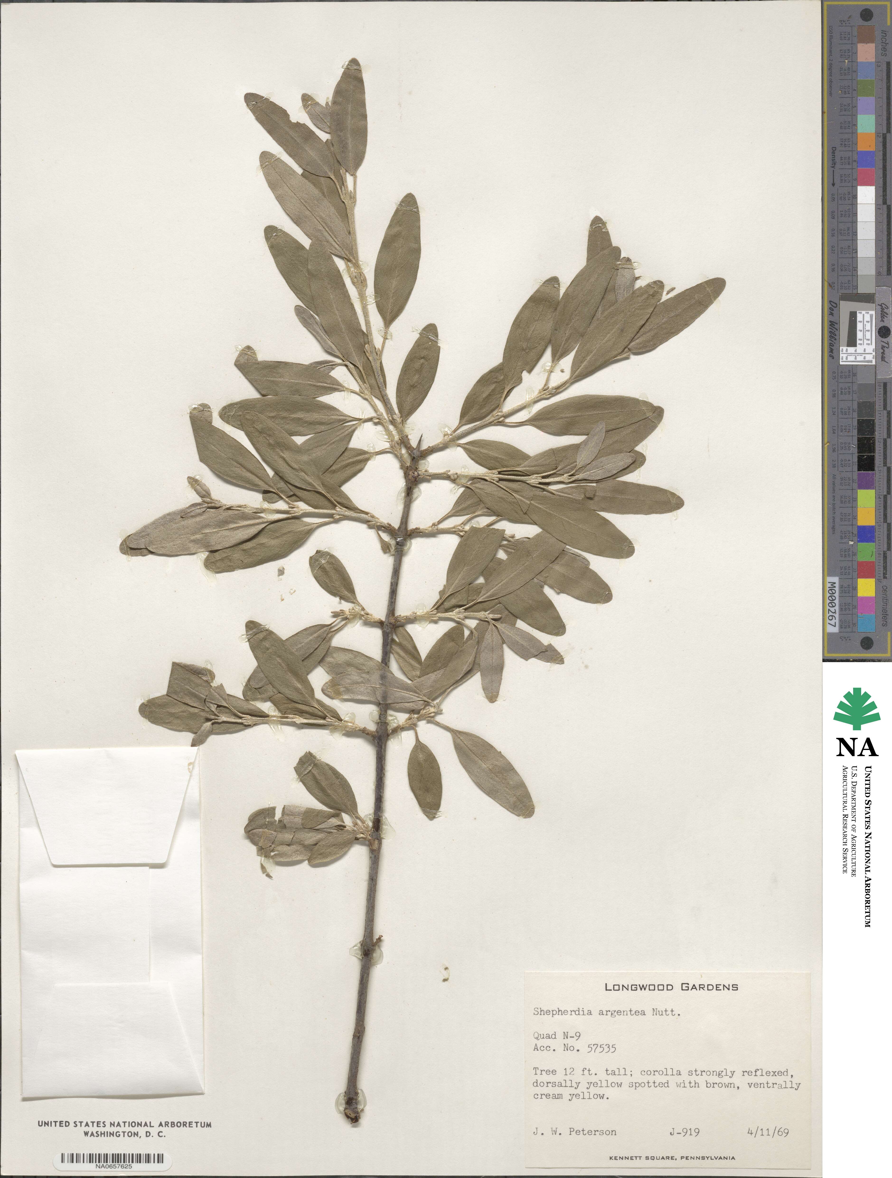 Elaeagnus argentea image