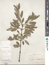 Elaeagnus argentea image