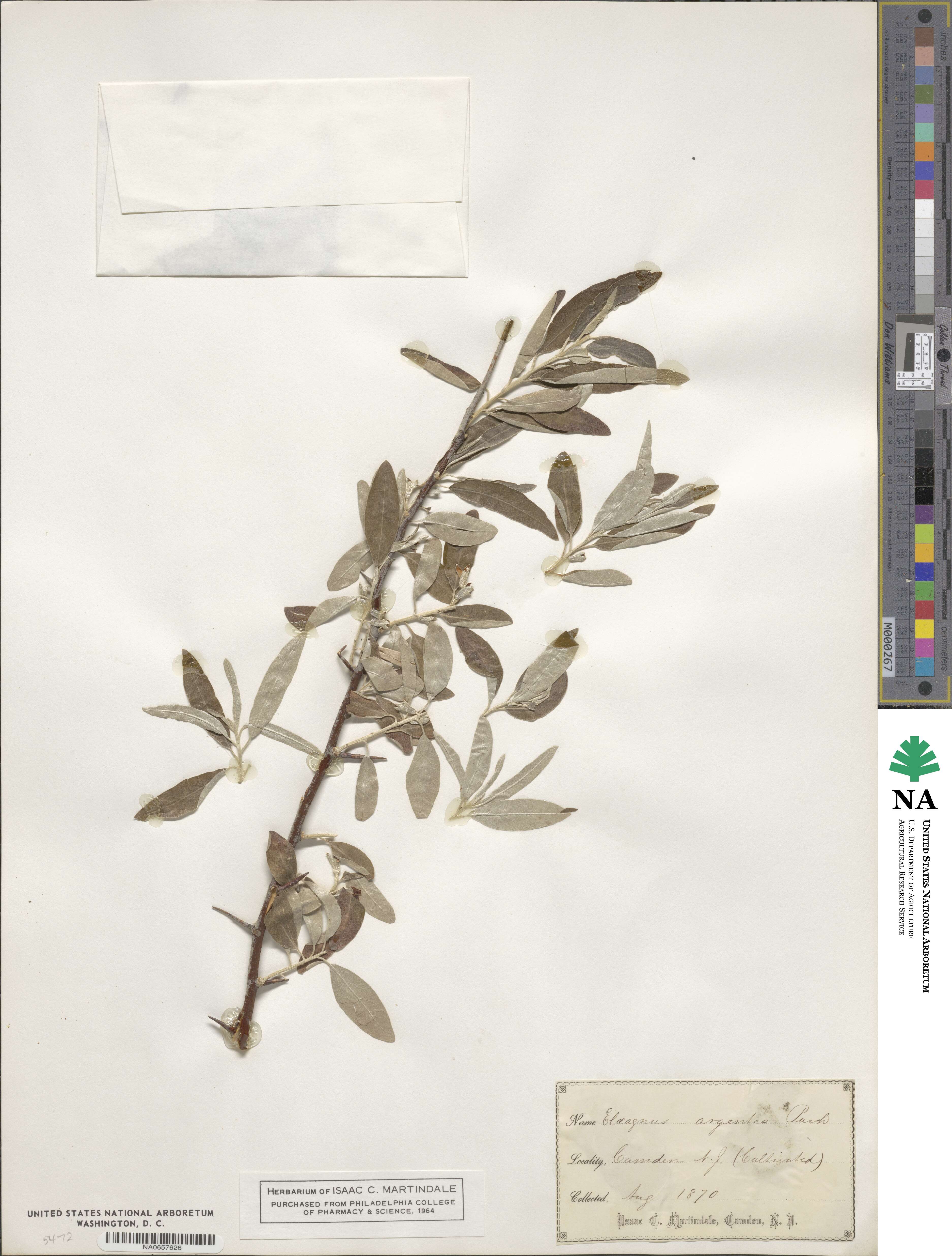 Elaeagnus argentea image