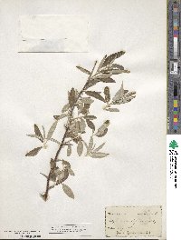 Elaeagnus argentea image