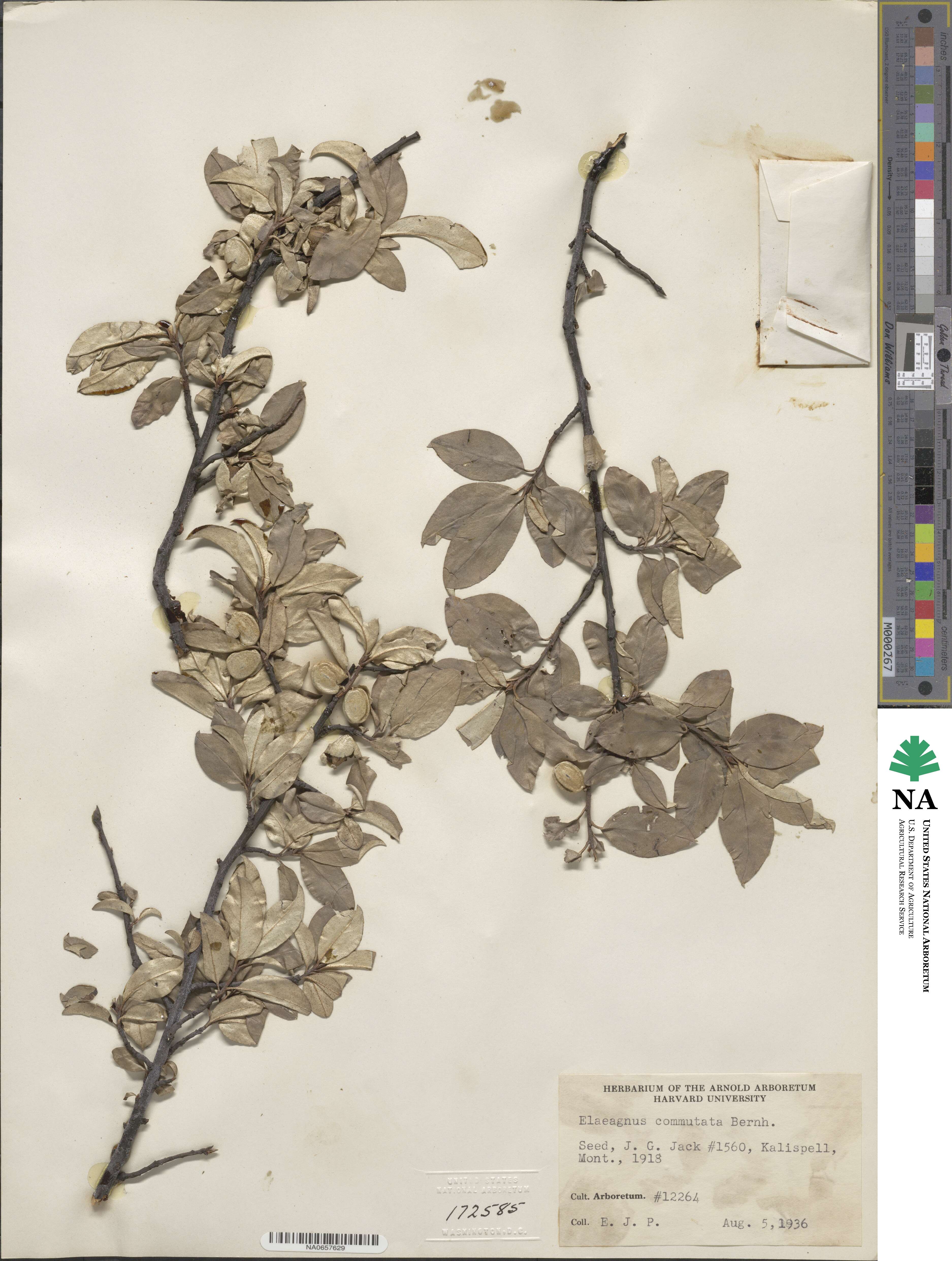 Elaeagnus commutata image