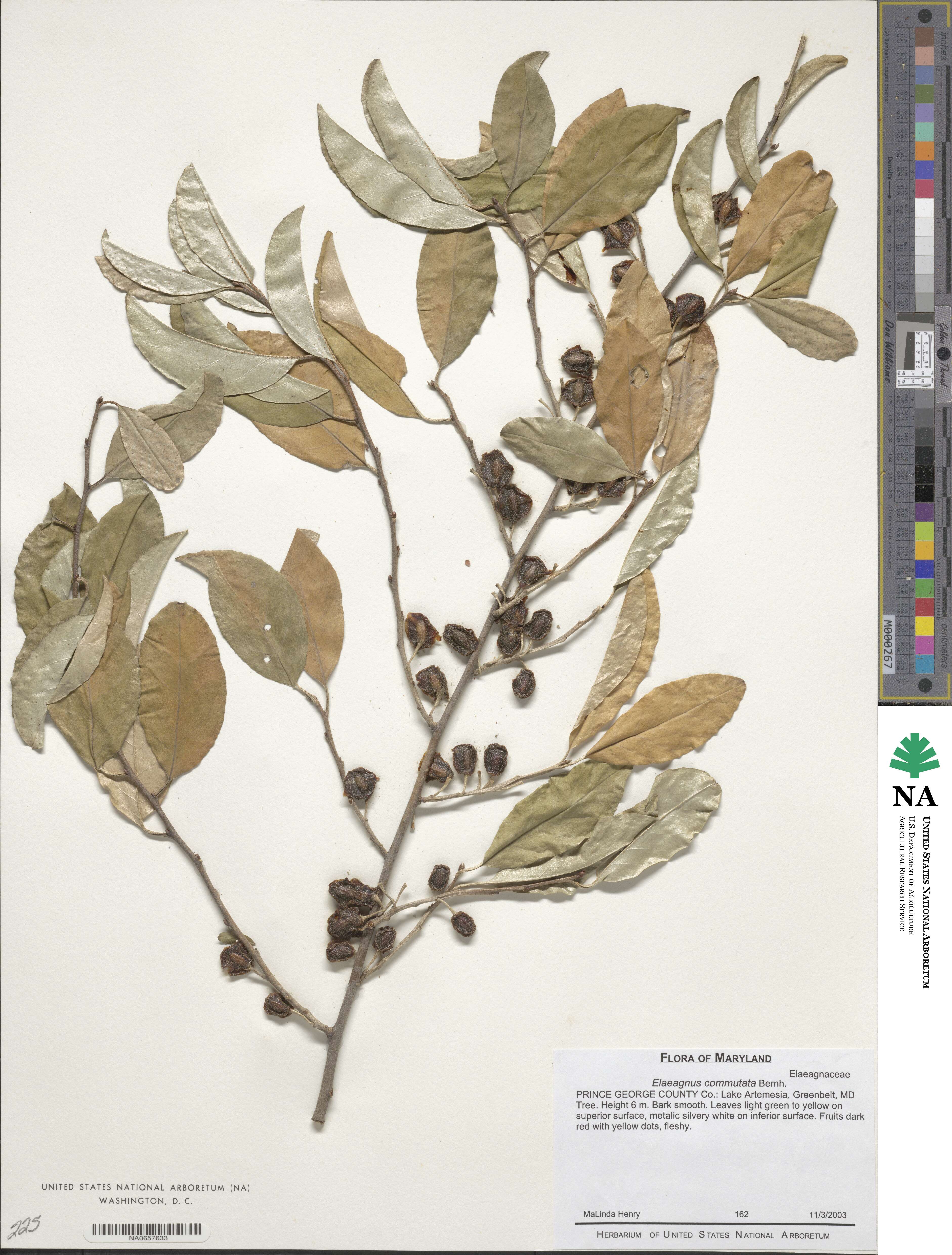 Elaeagnus commutata image