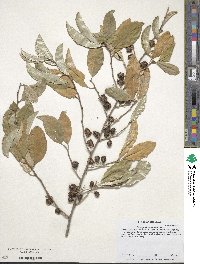 Elaeagnus commutata image