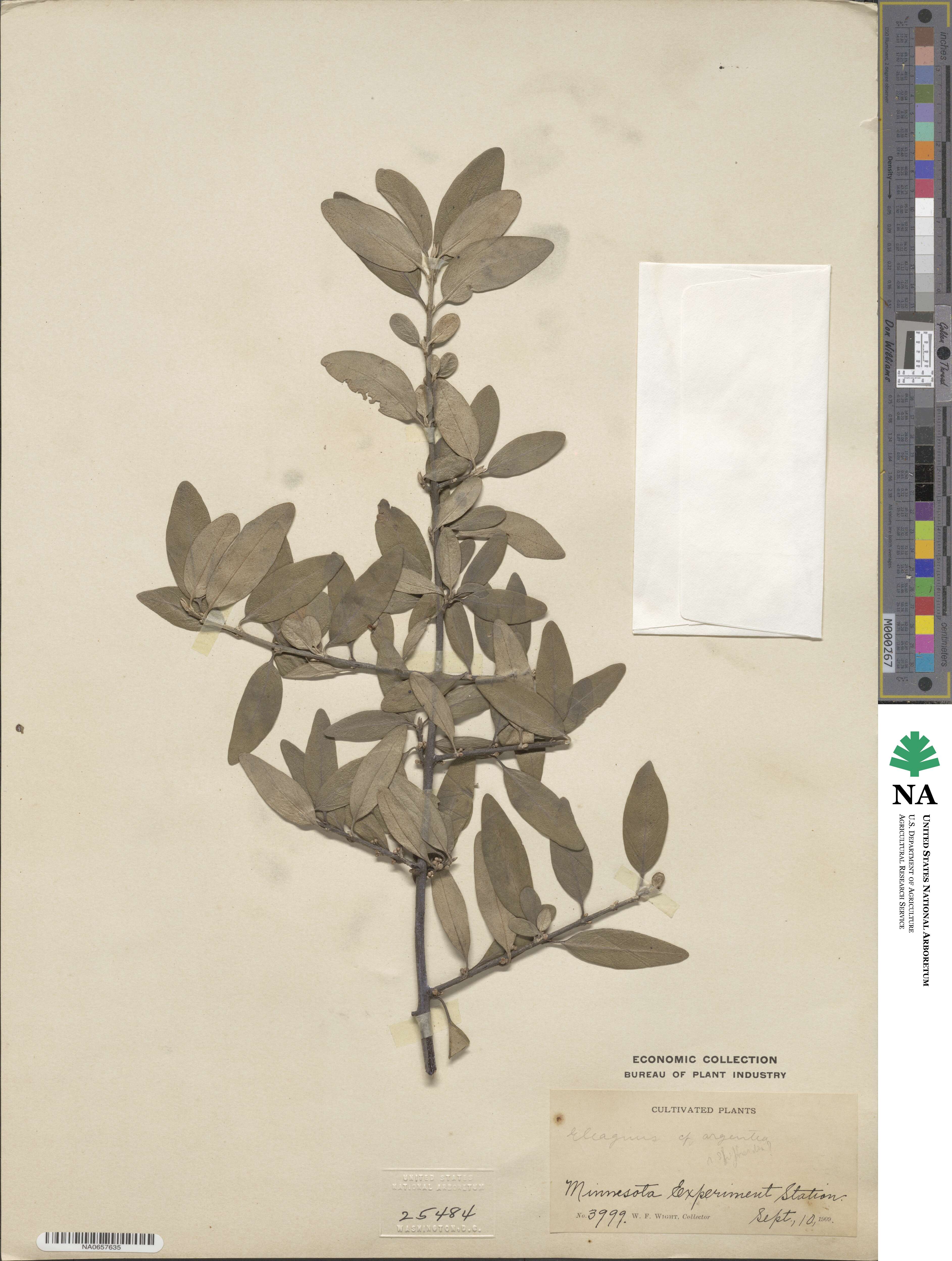 Elaeagnus commutata image