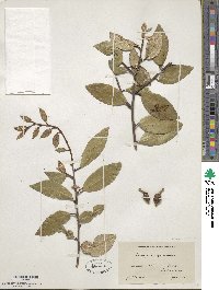 Elaeagnus pungens image