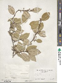 Elaeagnus pungens image