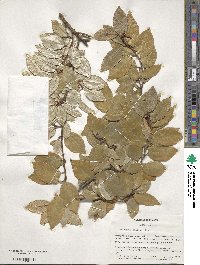 Elaeagnus pungens image