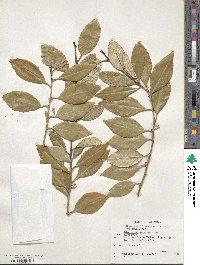 Elaeagnus pungens image