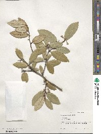 Elaeagnus pungens image