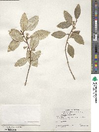 Elaeagnus pungens image