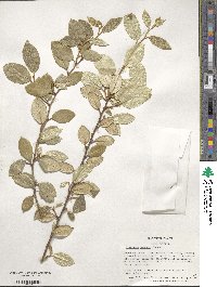 Elaeagnus pungens image