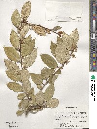 Elaeagnus pungens image