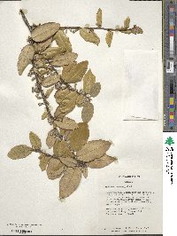 Elaeagnus pungens image