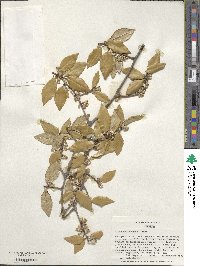 Elaeagnus pungens image