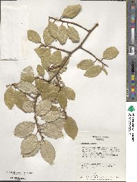 Elaeagnus pungens image