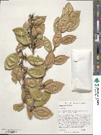 Elaeagnus pungens image