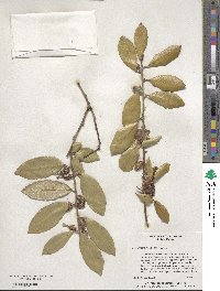 Elaeagnus pungens image