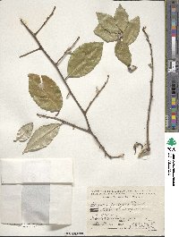 Elaeagnus pungens image