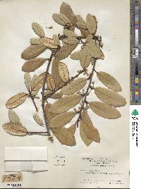 Elaeagnus pungens image