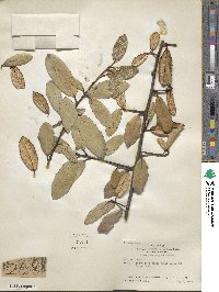 Elaeagnus pungens image