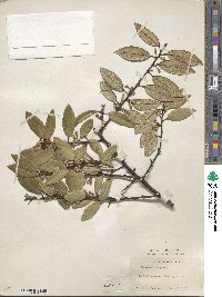 Elaeagnus pungens image