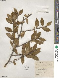 Elaeagnus pungens image